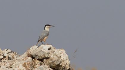 Büyük kaya sıvacısı