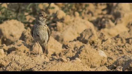 Türkistan çorak toygarı