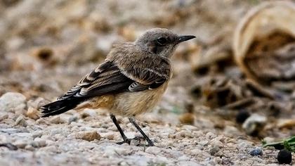 Kızılca kuyrukkakan