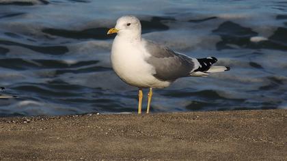 Küçük gümüş martı