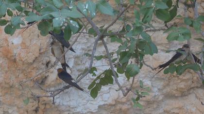 Kızıl kırlangıç