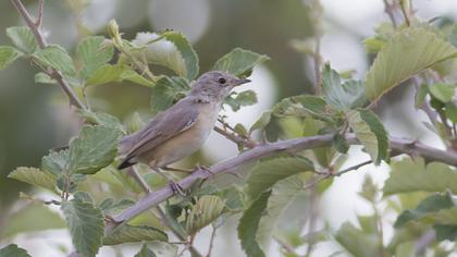 Pembegöğüslü ötleğen