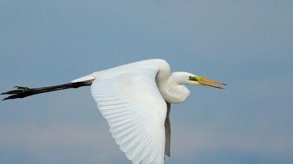 Büyük ak balıkçıl