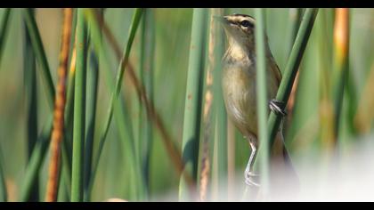 Kındıra kamışçını