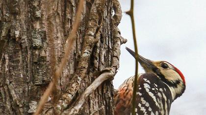 Aksırtlı ağaçkakan