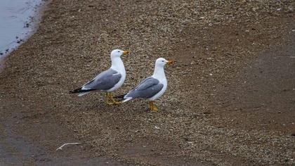 Van gölü martısı