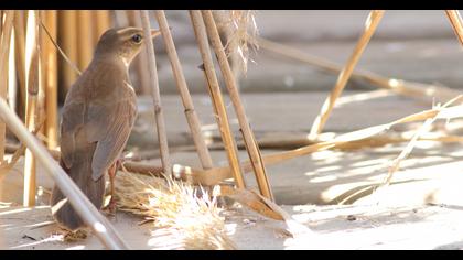 Bataklık kamışçını