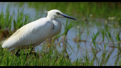 Küçük ak balıkçıl