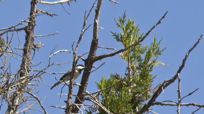 Akyanaklı baştankara