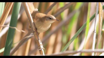 Bataklık kamışçını