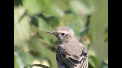 Karakulaklı kuyrukkakan