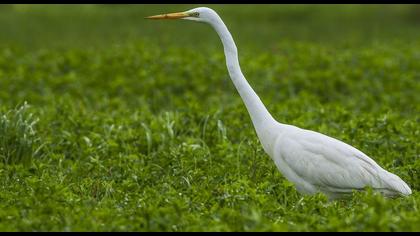 Büyük ak balıkçıl