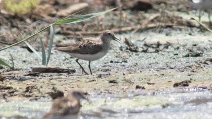 Sarıbacaklı kumkuşu