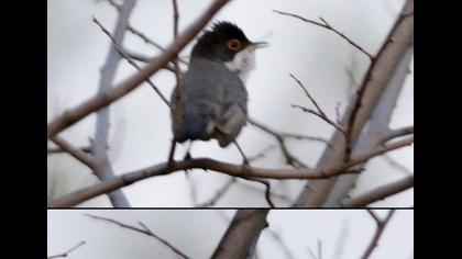 Pembegöğüslü ötleğen