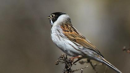 Bataklık Kirazkuşu