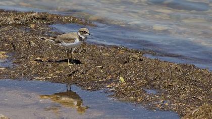 Halkalı küçük cılıbıt