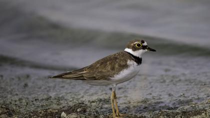 Halkalı küçük cılıbıt