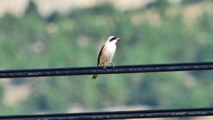 Karaalınlı örümcekkuşu