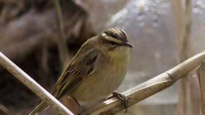 Kındıra kamışçını
