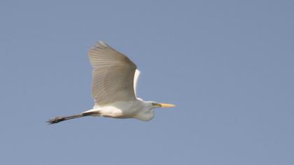 Büyük ak balıkçıl