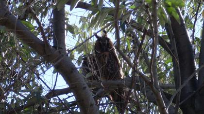 Kulaklı orman baykuşu