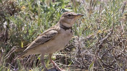 Küçük boğmaklı toygar