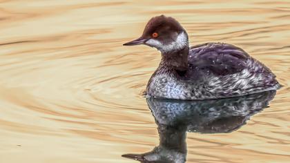 Karaboyunlu batağan