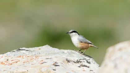 Büyük kaya sıvacısı