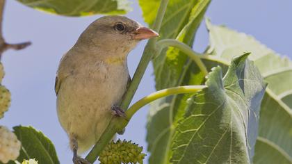 Sarıboğazlı serçe
