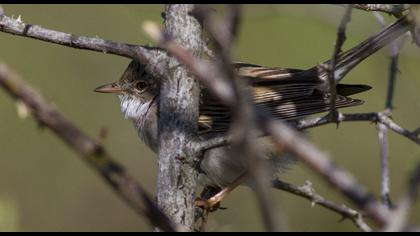 Akgerdanlı ötleğen