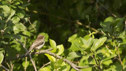 Uzunkuyruklu baştankara