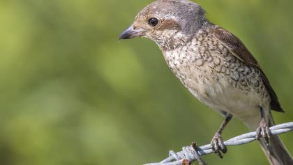 Kızılsırtlı örümcekkuşu