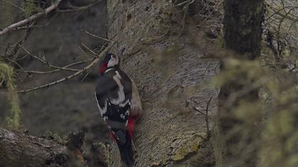 Orman alaca ağaçkakanı