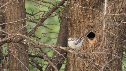 Maskeli örümcekkuşu