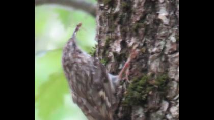 Bahçe tırmaşıkkuşu