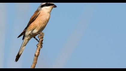 Kızılsırtlı örümcekkuşu
