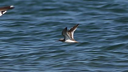 Terek düdükçünü