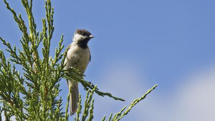 Akyanaklı baştankara