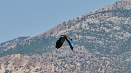European Roller