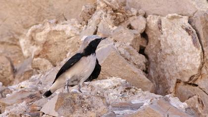 Aksırtlı kuyrukkakan