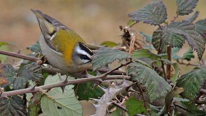 Sürmeli çalıkuşu