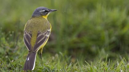 Sarı kuyruksallayan