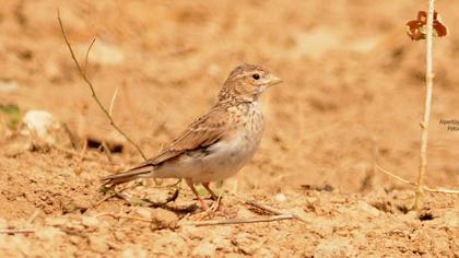 Türkistan çorak toygarı