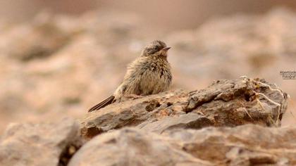 Sürmeli dağbülbülü