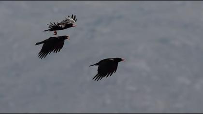 Kırmızıgagalı dağ kargası