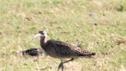 Sürmeli kervançulluğu