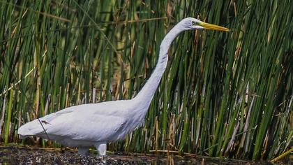Büyük ak balıkçıl