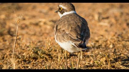 Halkalı küçük cılıbıt