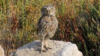 Little Owl