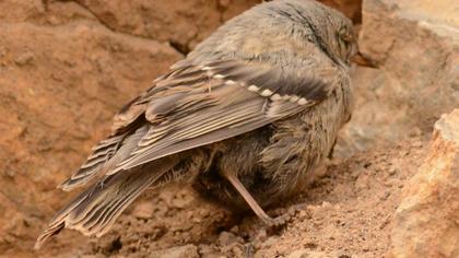 Büyük dağbülbülü